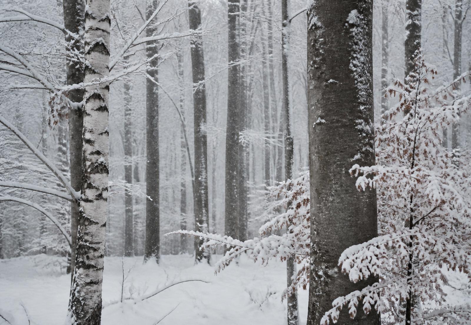 Snow falling through a quiet Japanese birch forest